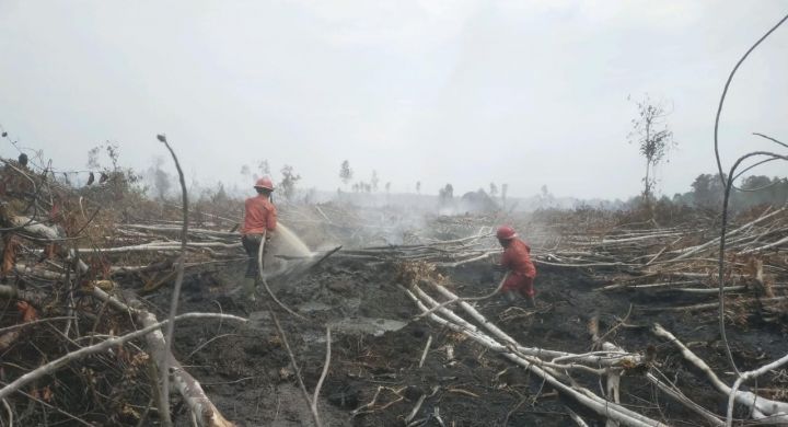 Kemarau Datang Lebih Awal, BMKG Wanti-wanti Kekeringan dan Kebakaran Hutan
